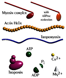 Motor proteinler Hücre iskeleti fiberleri üzerinde yürür veya kayar Myosin mikrofilamentlerde Kinesin ve dynein lerde ATP hidrolizi ile enerji