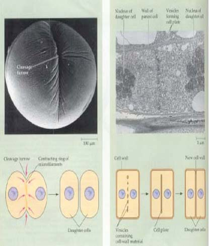 Hayvan ve bitki hücrelerinde sitokinez