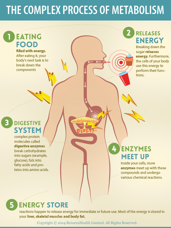 BIOENERGETICS OR METABOLISM Besin maddelerinin kimyasal süreçlerle enerjiye dönüştürülmesidir.