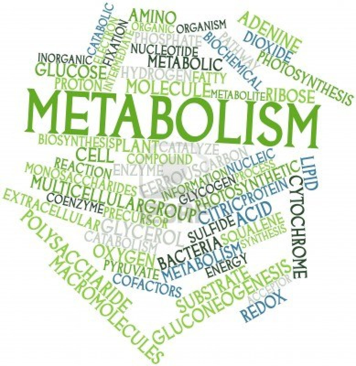 BIOENERGETICS OR METABOLISM Biyoenerjitiği veya metabolizmayı anlamak için vücudun egzersiz ve dinlenim sırasında enerjiyi nasıl