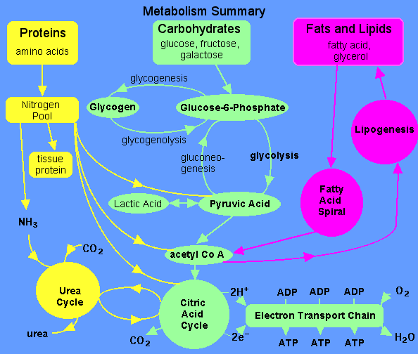 PROTEINLER Proteinler hem hayvanlarda hem de bitkilerde bulunurlar. Proteinlerin yapı taşları (20) amino asitlerdir.