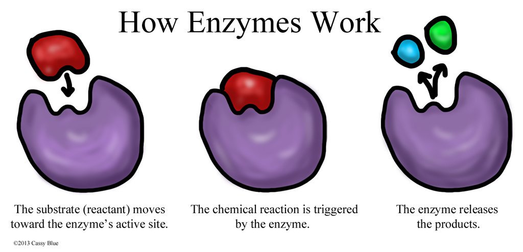 ENZIMLERIN ROLU Kimyasal reaksiyonların kolaylaştırılmasını sağlayan protein molekülleridir. Yeterli enerji varsa enzimler olmadan reaksiyonlar gerçekleşebilir.