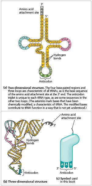 trna nın Yapısı trna yaklaşık 80 nükleotid uzunluğunda ve yonca yaprağına benzer bir şekle sahiptir (Şekil 17.15a). Üç boyutlu görüntüsü ise ters L harfine benzer (Şekil 17.15b).