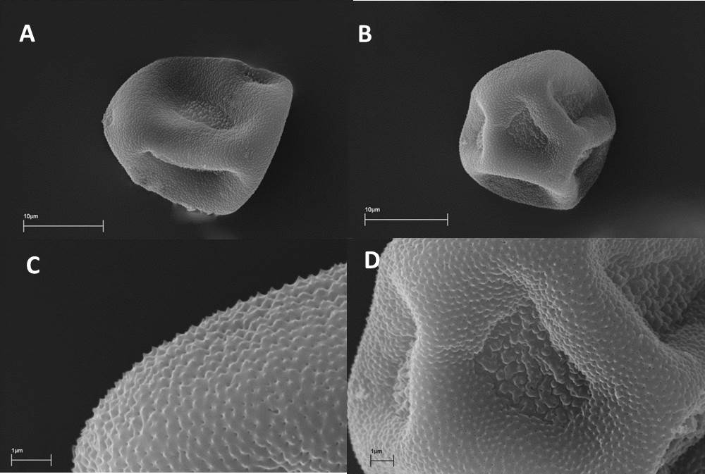 H. Şapcı ve C. Vural / Bağbahçe Bilim Dergisi 3(2) 2016: 6-11 10 Polen taneleri subprolat şekilli, ışınsal simetrili, tersyumurtamsı, anizopolar, tektattır.