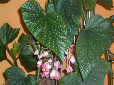 12.5. Begonia (Begonya) Kamış gövdeli begonyalar Çiçek demetleri sarkıktır. Uzun, bambuya benzer gövdesi vardır. Bitkinin devrilmemesi için uzamayı engellemek için ağır kil saksılar kullanılır.