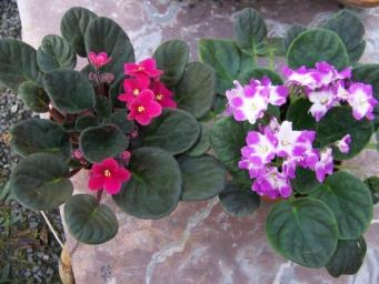12.8. Saintpaula (Afrika Menekşesi) Saintpaula ianontha - Kadife gibi etli ve rozet şeklinde yaprakları vardır. Çiçekler beyaz, pembe, mavi, kırmızı ve mor olabilir.