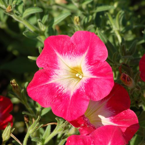 13.12. Helicrysum (Saman Çiçeği) Çiçekleri parlak sarı, saman renginde, kahverengi kırmızı lekelidir. Yaprakları dar ve oldukça uzundur (8-10 cm).