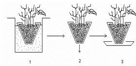 Şekil 5. Suya daldırma ve kurutma tekniğine göre saksılı süs bitkilerinin sulanması Düzenli olarak alttan sulanan saksılı süs bitkilerinde toprak yüzeyinde zamanla tuz birikimi olur.