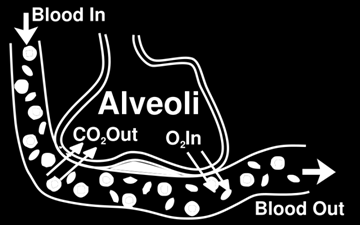 AKCİĞERDE DİFFÜZYON İnspire edilen bir gazın (O2,CO2) alveolden pulmoner kapiller kana transferidir Diffüzyon