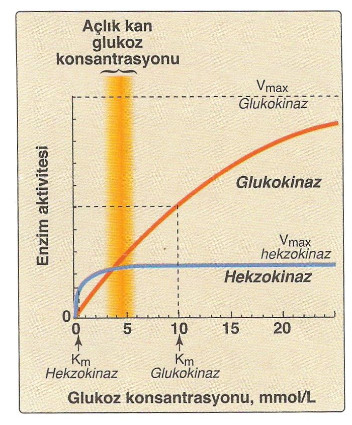 Embden-Meyerhoff Şekil 1.