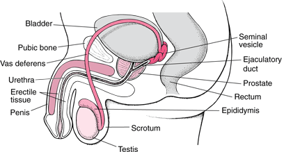 3 2. GENEL BİLGİLER 2.1. Prostat Anatomisi Erkek genital sisteminin en büyük aksesuar bezi olan prostat, mesanenin hemen alt bölümünde, rektumun önünde, simfizis pubisin arkasında bulunmaktadır.