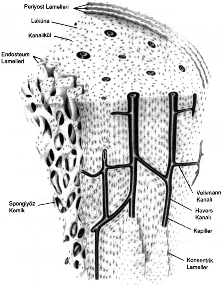 Kemik beş bölümden oluşur 1. Kemik zarı: kemiğin enine büyümesini sağlar 2. Sert kemik (beyaz kemik): Kemiğin orta kısmında yer alır. İçinde sarı kemik iliği bulunur. 3.