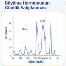 Leptin düzeyi azalması/direnci Hipofiz embriyolojik kökeni farklı iki bölümden oluşur: Tiroid hormon sentezini azaltır Glikokortikoid Üretimi artar Seks hormon yapımını azaltır, Nörohipofiz (arka