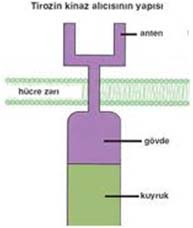 G protein bağımlı reseptörlere serpentin reseptörleri denir Molekül ağırlığına göre; Büyük G proteini; heterotrimerik Küçük G proteini ; monomerik Plazma membranının sitozolik yüzeyinde bulunur G