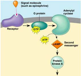 İkinci habercisi camp olan Adenilat siklaz sistemi Reseptörleri Ekstrasellüler hormon bağlama bölgesi, 7 adet transmembran heliks yapısı G proteinleri ile etkileşimde olan bir intrasellüler domain Bu