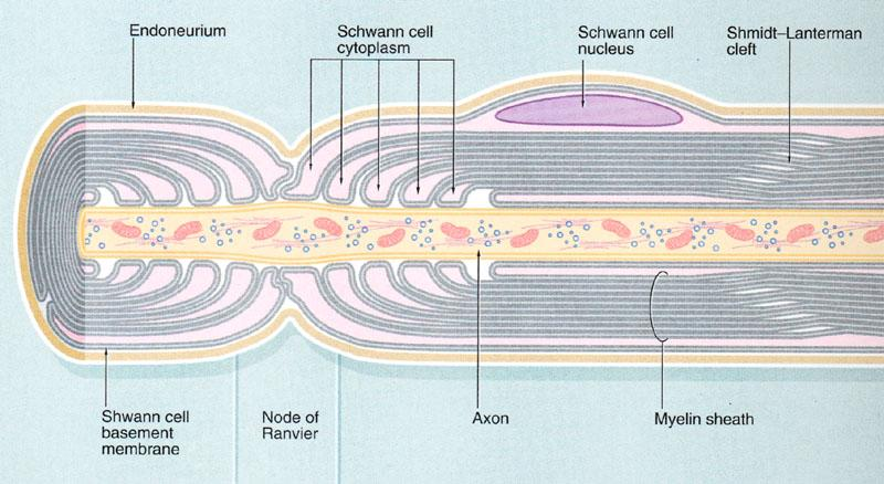Nörolem: Schwann hücreleri tarafından oluşturulan hücresel bir kılıftır. Komşu 2 Ranvier boğumu arasındaki akson kısmında 1 adet Schwann hücresi bulunur.