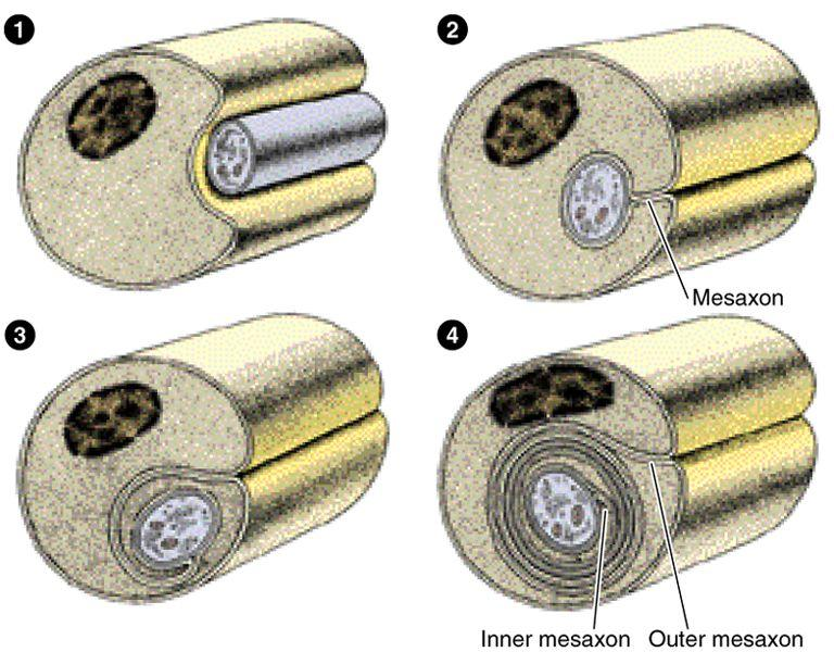 Four consecutive phases of myelin