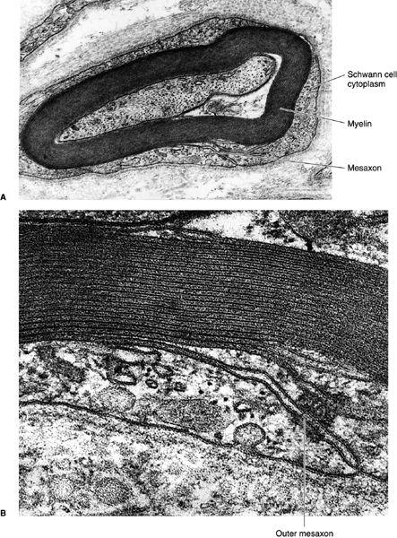 Electron micrographs of a myelinated