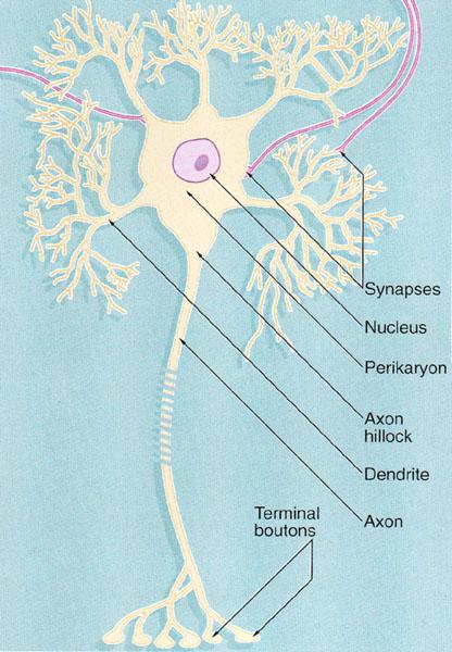 Sinir hücrelerine Nöron yada nörosit adı verilir. Bir sinir hücresi gövde ve sitoplazmik uzantılardan ibarettir. Çekirdek gövde kısmında ve ortadadır.