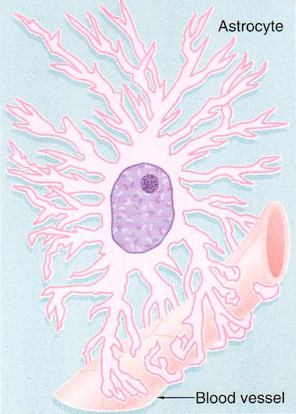 1- ASTROSİTLER Gliya hücrelerinin en irileridir.sitoplazmik uzantıları çok sayıda ve dallanmıştır.