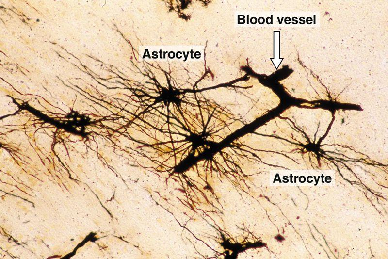 Su ve iyonlar astrosit uzantıları ile taşınırken diğer maddeler astrositlerden oligodentrositlere oradan da nöronlara