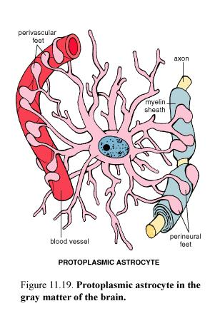 B-Protoplazmik astrositler Uzantıları daha kısa ve kalındır Dallanma çok