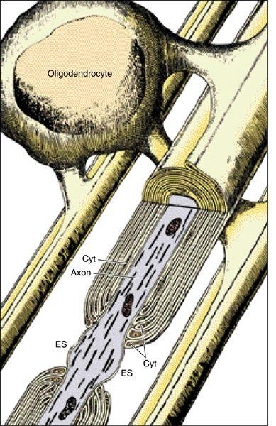 2-Oligodentrositler MSS de miyelin üretiminden sorumludur Damarlara yapışan ayakçıkları bulunmaz fakat gövdeleri ile temasta olabilirler Oligodentrositlerin