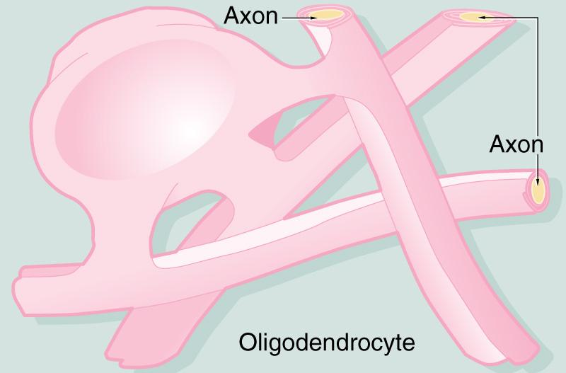 Oligodentrositler astrositlere göre daha az uzantılı ve daha küçük hücrelerdir.