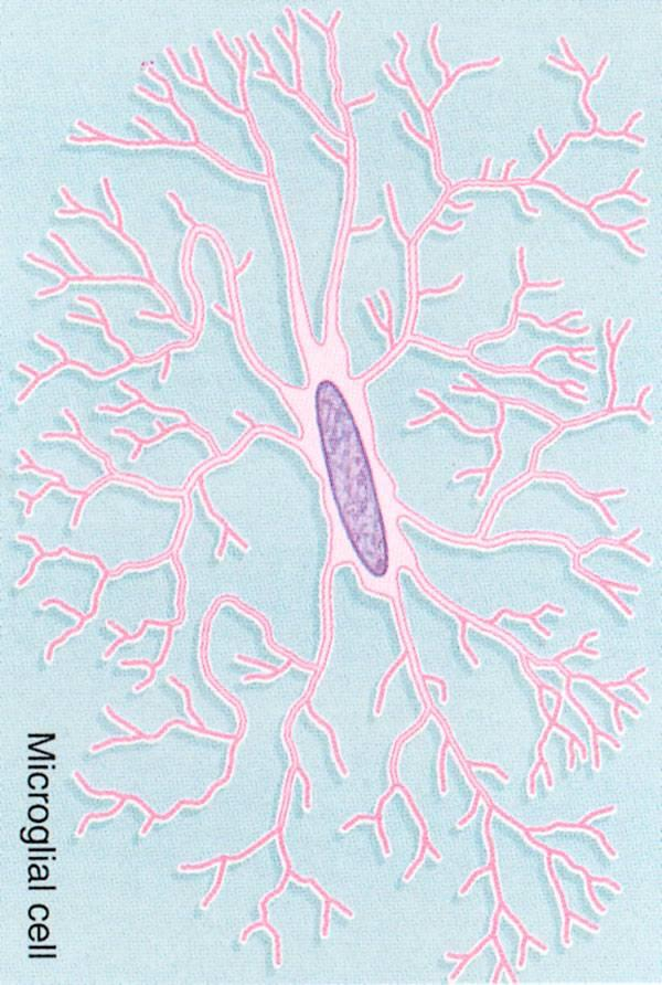 MSS nin fagositik hücreleridir Az sayıda olmalarına rağmen yaralanmalarda ve hastalıklarda sayıları artar Nörogliya dokusunun en küçük