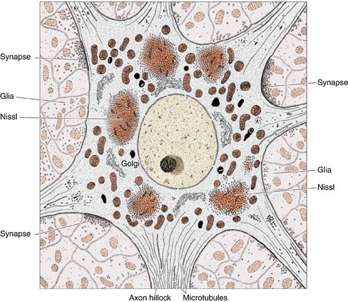 Ergastoplazma, golgi, mitokondriyon ve lizozomdan zengin hücrelerdir.