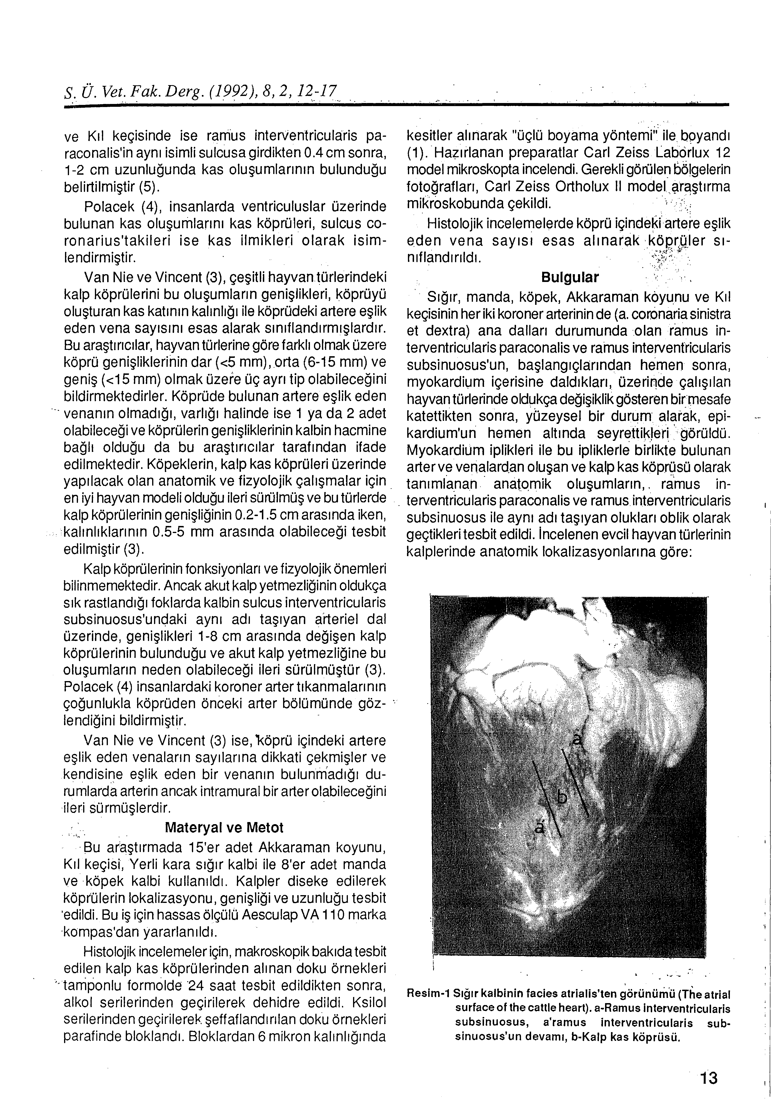 S.. Ü. Vet. Fak. Derg. ( 1992), 8, 2, 12-17... ~....... ~.. ve Kıl keçisinde ise ramus interventricularis paraconalis'in aynı isimli sulcusa girdikten 0.