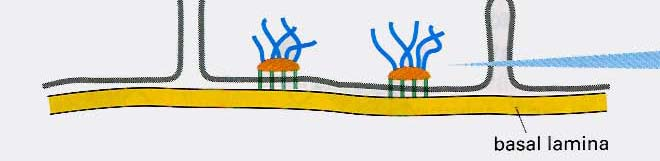 isim Sıkı bağlantı Ara bağlantı Desmozom Oluklu bağlantı Hemidesmozom işlev Epitel hücrelerini birbirine yapıştırarak aradan sızmayı önler Bir hücrenin aktin filamanlarını diğer hücreninkilere