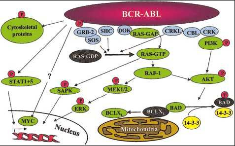 bağlanma bölgesi ve Bcr kısmında fosfoserintreonin sekansları ve tirozin barındırdan coiled-coil motifi proteinin ișlevinde önemlidir. Yapısal tirozin kinaz aktivitesi çok artmıștır.