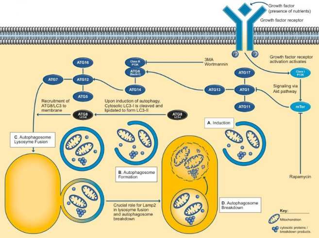 Șekil 14: Otofajinin moleküler yolağı (Sapphyre Bioscience Wall Chart) Otofajik vesiküllerin biogenezinde iki übikitin-benzeri konjügasyon sistemi bulunmaktadır.
