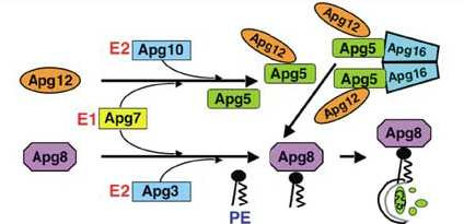 Șekil 15: Otofajik vesikül olușumunda übikitin-benzeri konjügasyon sistemleri (ref. 38) İkinci sistem Apg8 (memelide MAP-LC3) ve bir lipid molekülü olan PE i (fosfatidiletanolamini) kapsar.