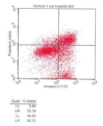 Șekil 19: K562 hücrelerine 1 µm İmatinib eklendikten 72 saat sonra yapılan annexinv FACS analizi verisi