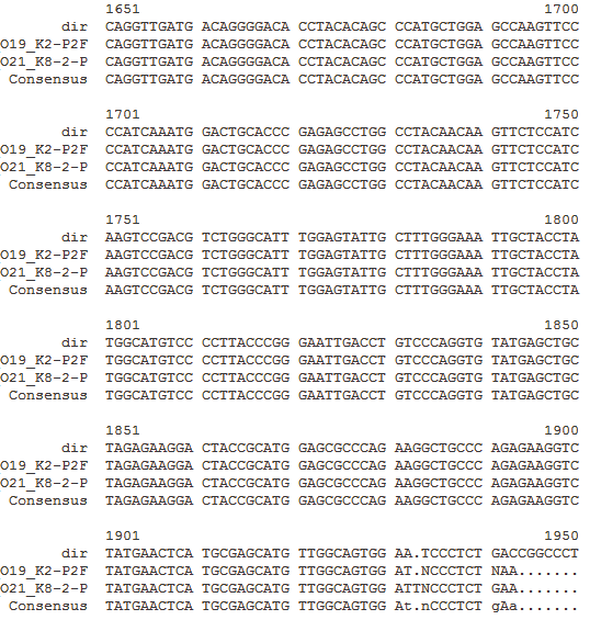 Resim 8: Abl kinaz bölgesi P2 parçasının kontrol ve 8µM dirençli grupta sekans karșılaștırması.