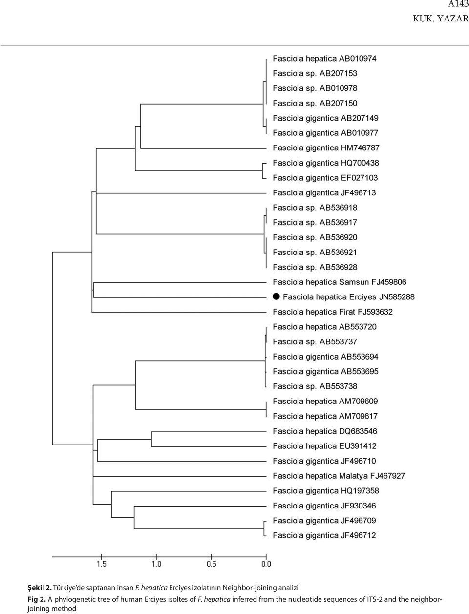 A phylogenetic tree of human Erciyes isoltes of F.