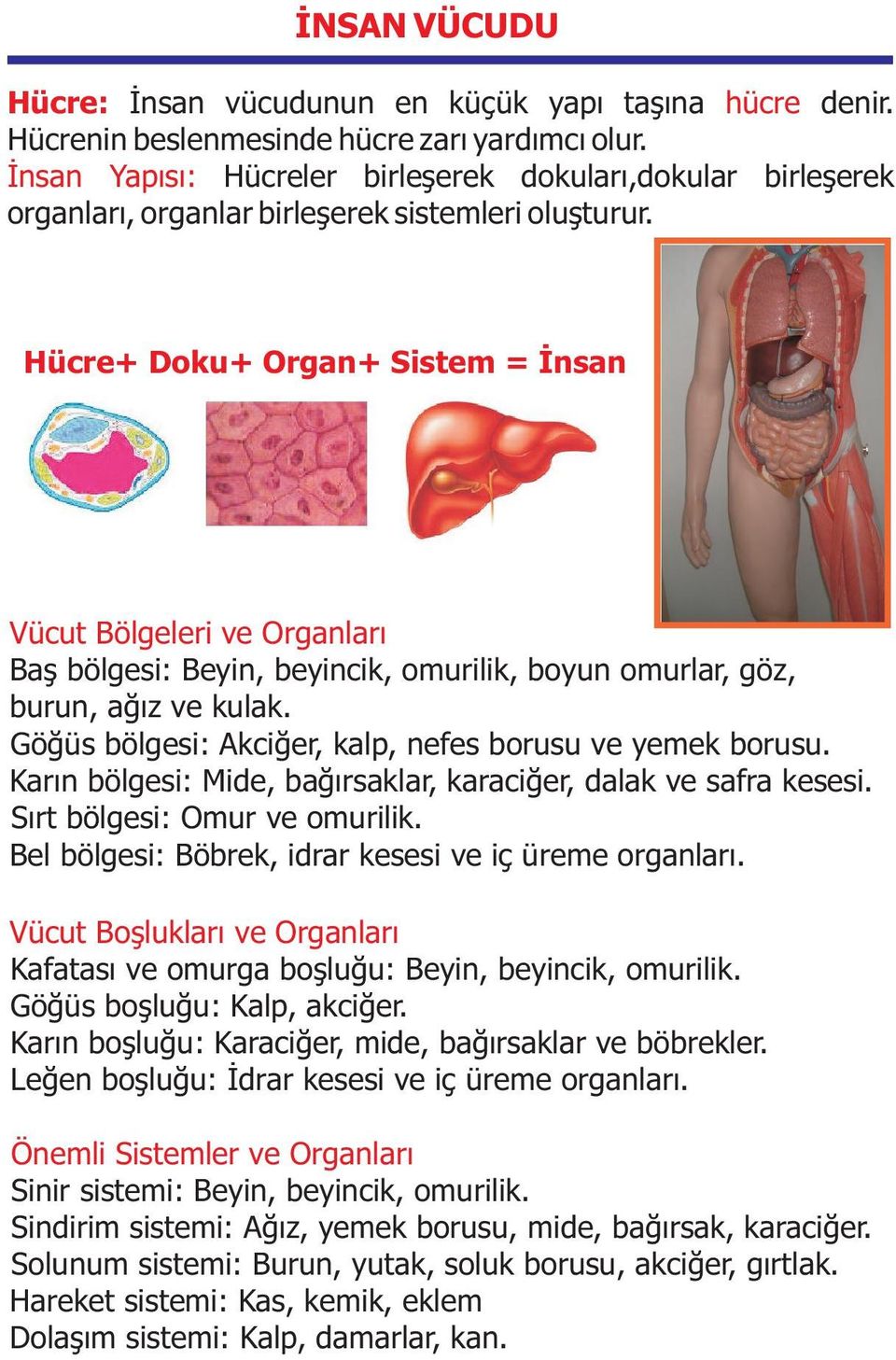 Hücre+ Doku+ Organ+ Sistem = İnsan Vücut Bölgeleri ve Organları Baş bölgesi: Beyin, beyincik, omurilik, boyun omurlar, göz, burun, ağız ve kulak.