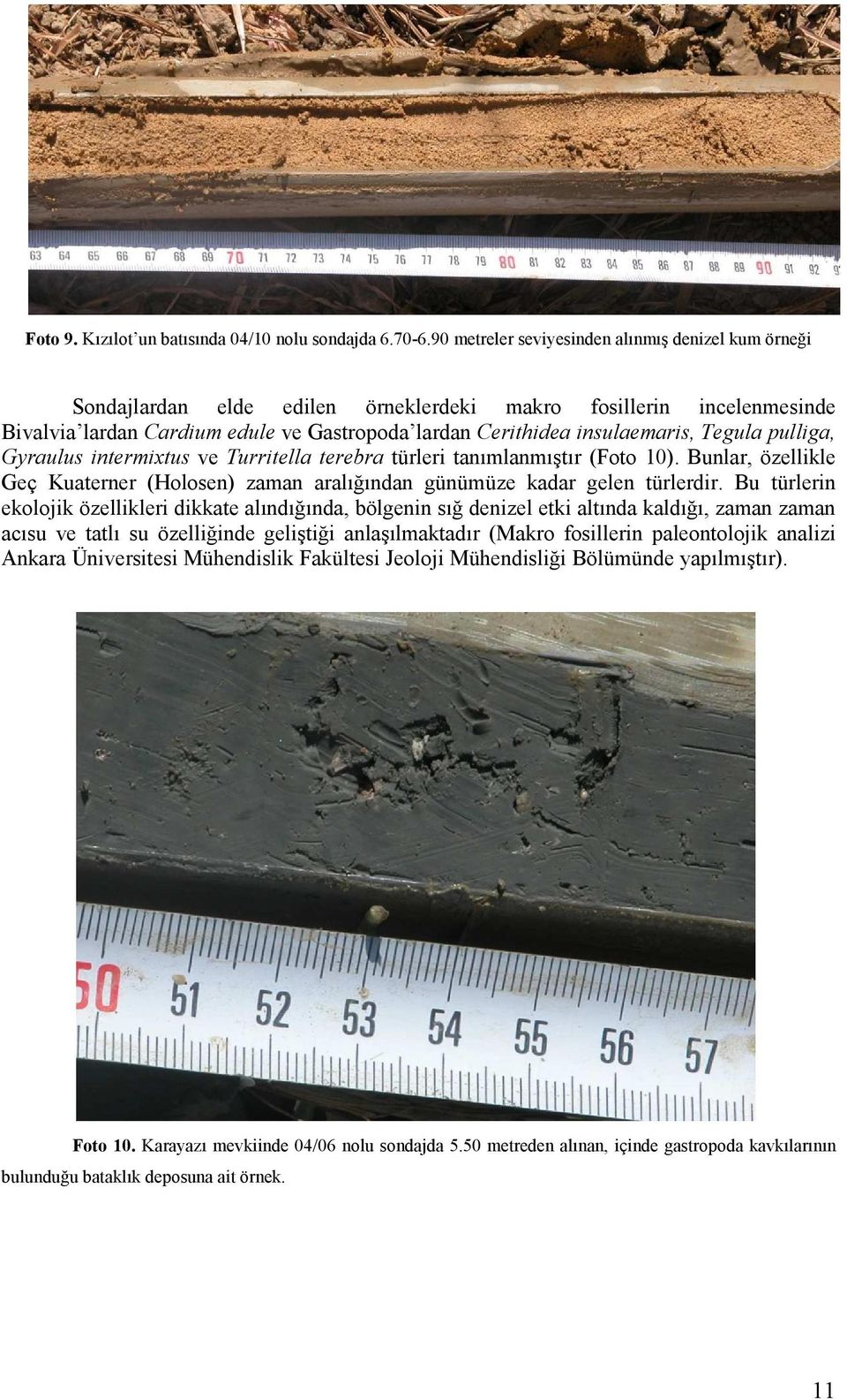 Tegula pulliga, Gyraulus intermixtus ve Turritella terebra türleri tanımlanmıştır (Foto 10). Bunlar, özellikle Geç Kuaterner (Holosen) zaman aralığından günümüze kadar gelen türlerdir.