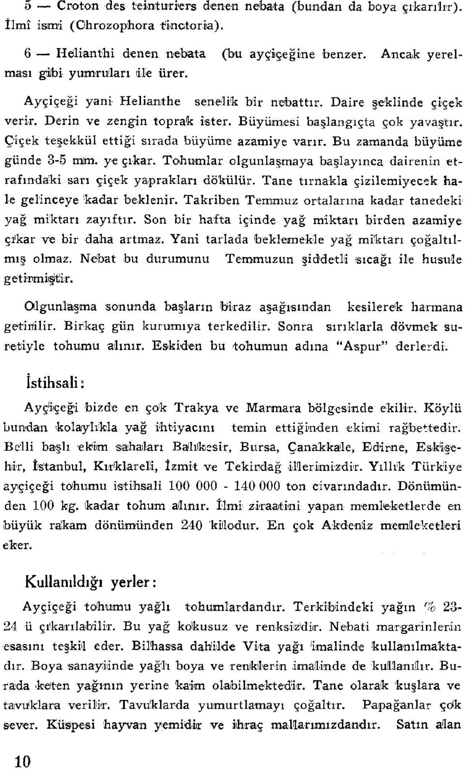 Bu zamanda büyüme günde 3-5 mm. ye çıkar. Tohumlar olgunlaşmaya başlayınca dairenin etrafındaki sarı çiçek yapraklan dökülür. Tane tırnakla çizilemiyecek hale gelinceye kadar beklenir.