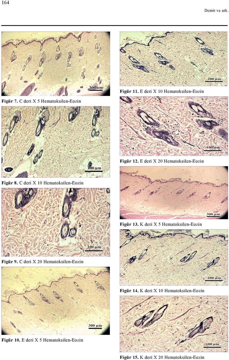 C deri X 10 Hematoksilen-Eozin Figür 13. K deri X 5 Hematoksilen-Eozin Figür 9.