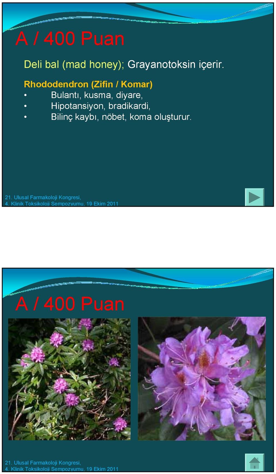 Rhododendron (Zifin / Komar) Bulantı, kusma,