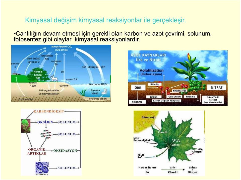 Canlılığın devam etmesi için gerekli olan