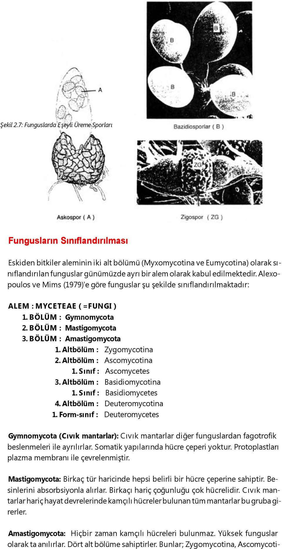 olarak kabul edilmektedir. Alexopoulos ve Mims (1979)'e göre funguslar şu şekilde sınıflandırılmaktadır: ALEM : MYCETEAE ( =FUNGI ) 1. BÖLÜM : Gymnomycota 2. BÖLÜM : Mastigomycota 3.