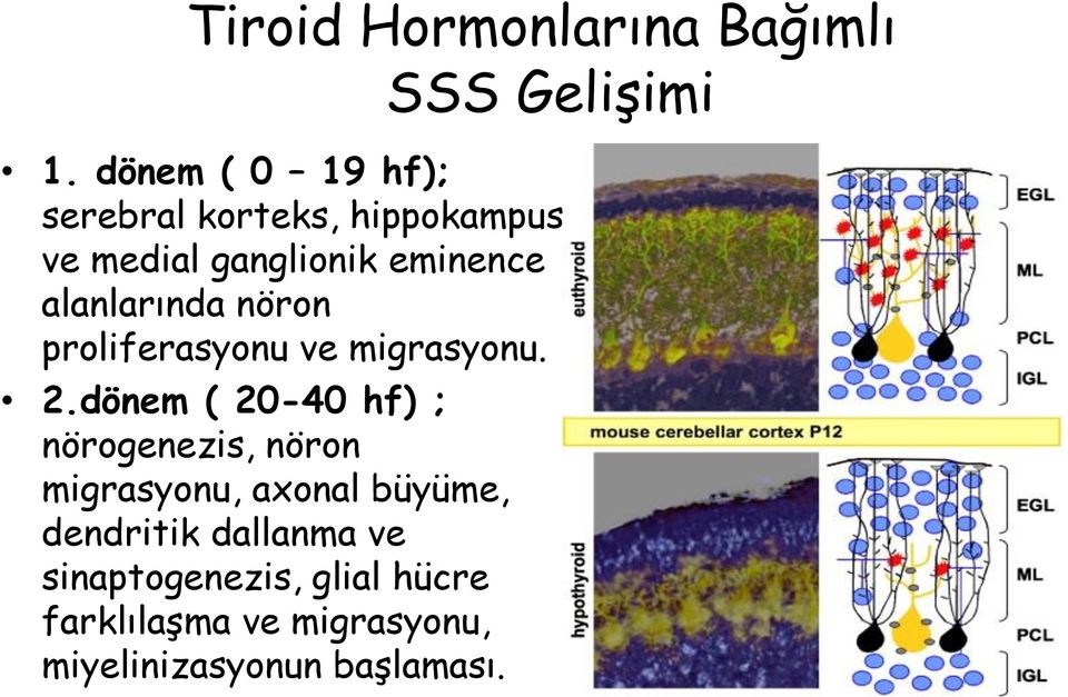alanlarında nöron proliferasyonu ve migrasyonu. 2.