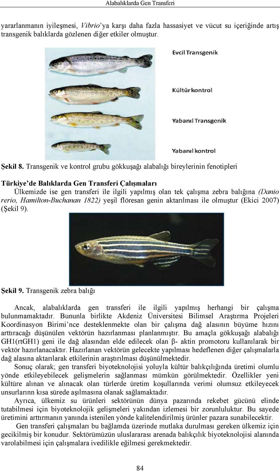 balığına (Danio rerio, Hamilton-Buchanan 1822) yeşil flöresan genin aktarılması ile olmuştur (Ekici 2007) (Şekil 9). Şekil 9.