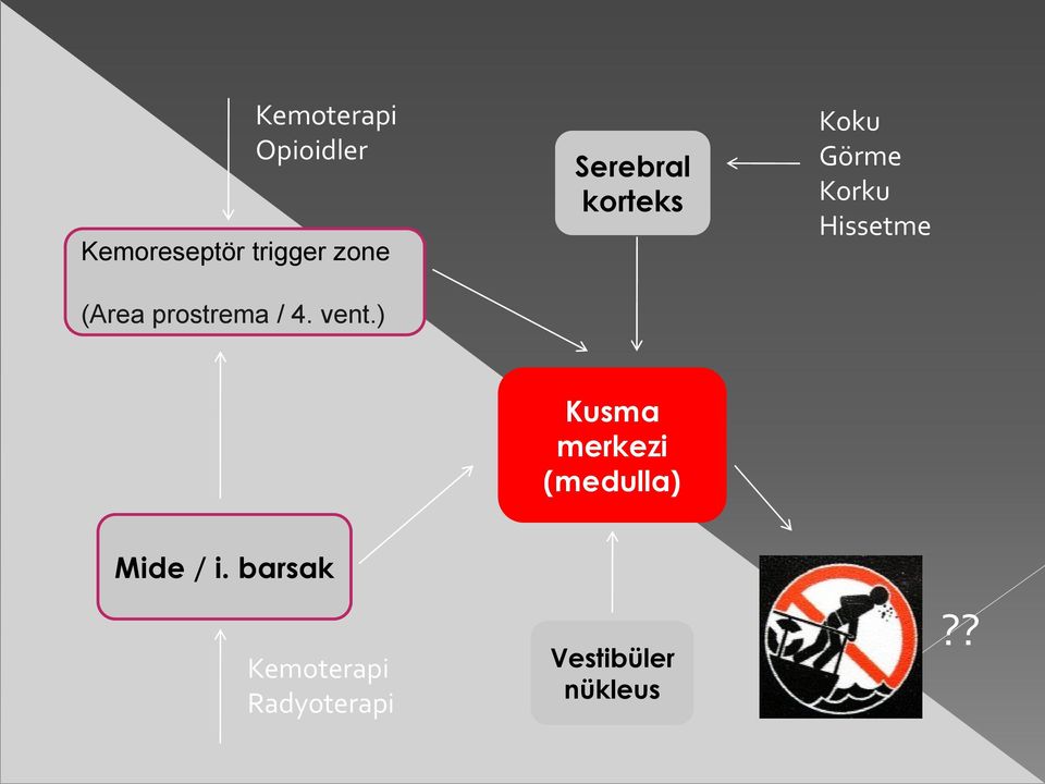 ) Serebral korteks Koku Görme Korku Hissetme Kusma