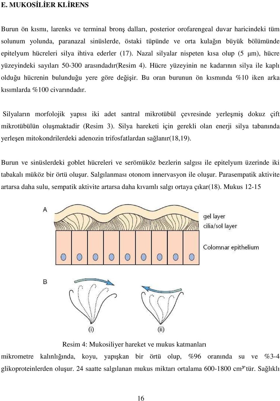 Hücre yüzeyinin ne kadarının silya ile kaplı olduğu hücrenin bulunduğu yere göre değişir. Bu oran burunun ön kısmında %10 iken arka kısımlarda %100 civarındadır.