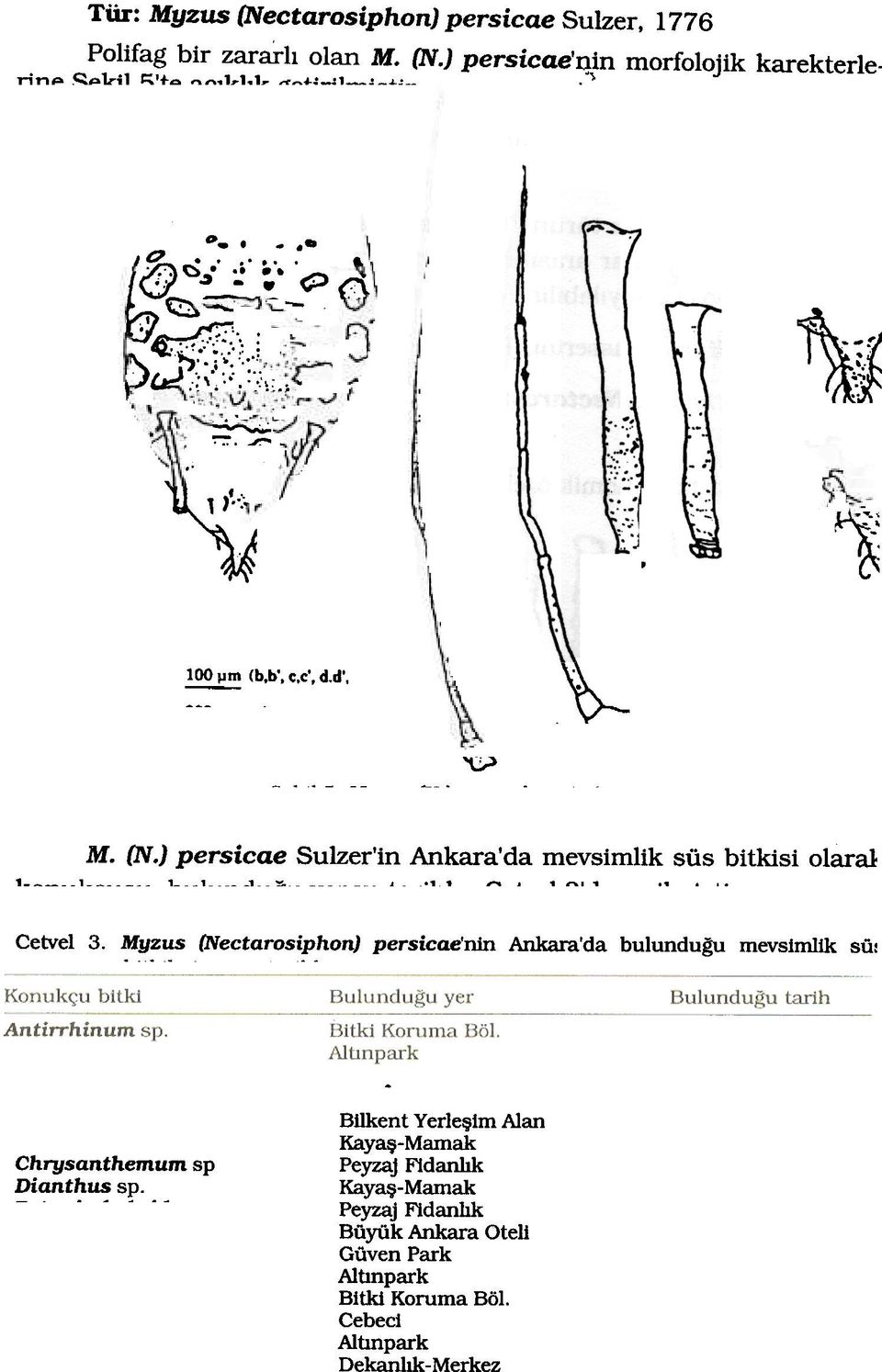 ) persicae Sulzer'in Ankara'da mevsimlik süs bitkisi olara1 1 1,, - _1'" ---,.",,"...,. Cetvel 3.